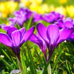 crocus-318293_1920