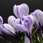 crocus-2139771_1920